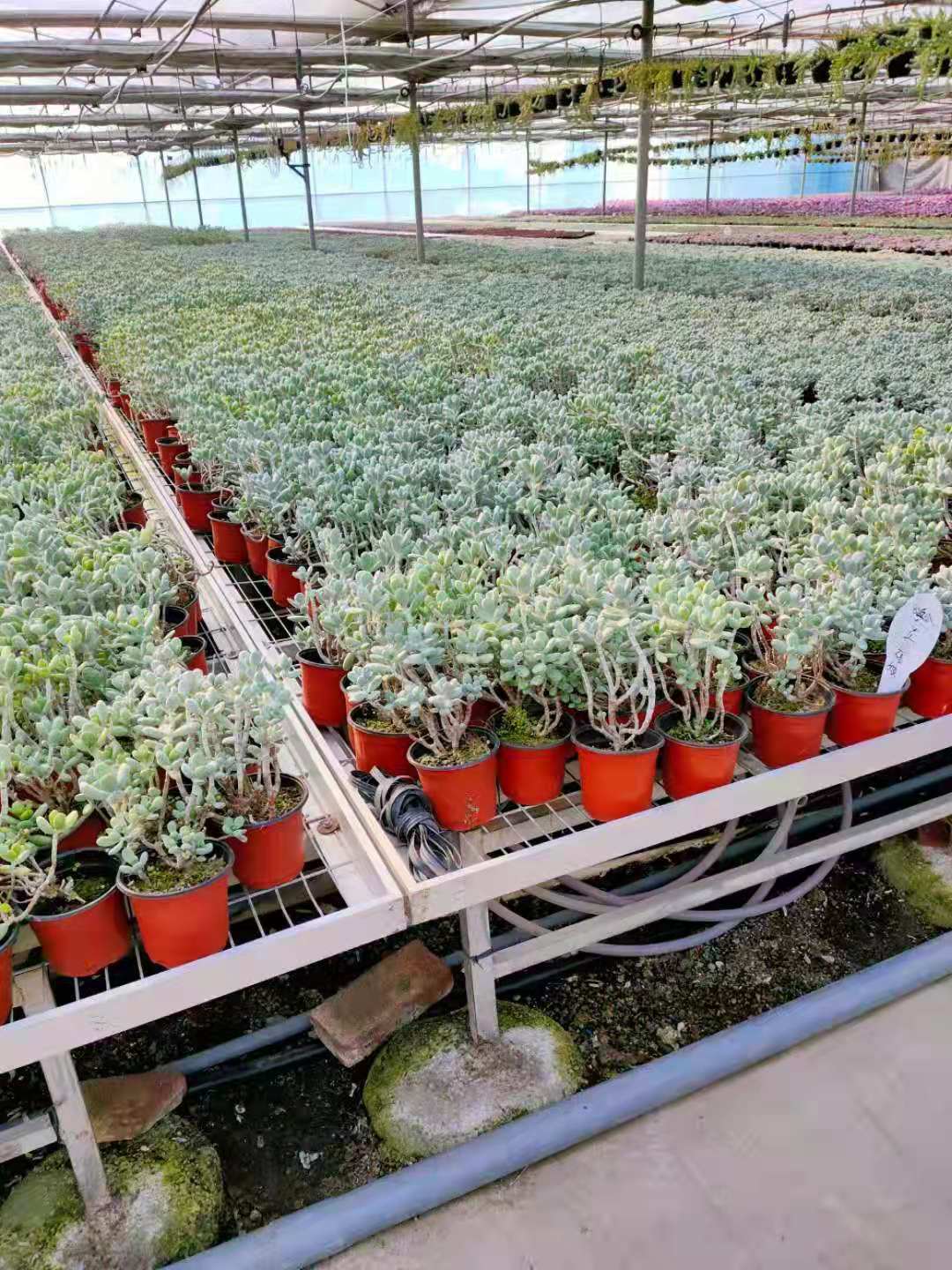 1647237749988961.jpg 2e49f55acc9fb383f91806e49429210.jpg